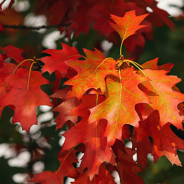 Fall leaves, Image by Manfred Richter from Pixabay